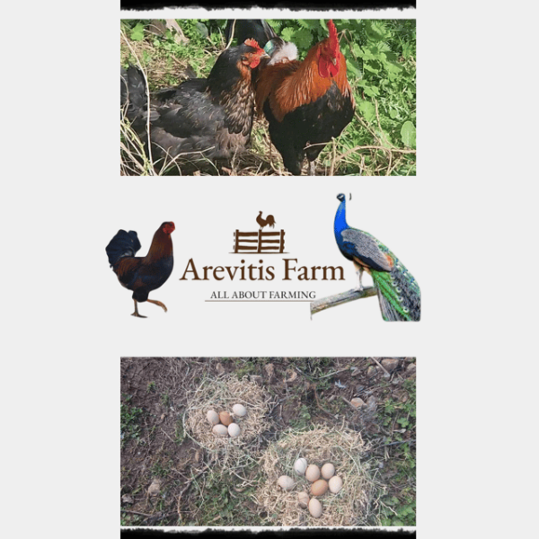 Be A Farmer for A Day in Arevitis Farm! - Animal Encounters