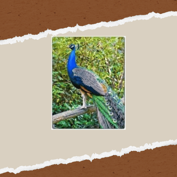 Be A Farmer for A Day in Arevitis Farm! - Booking and Cancellation Policy