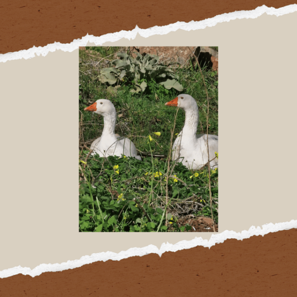 Be A Farmer for A Day in Arevitis Farm! - Frequently Asked Questions
