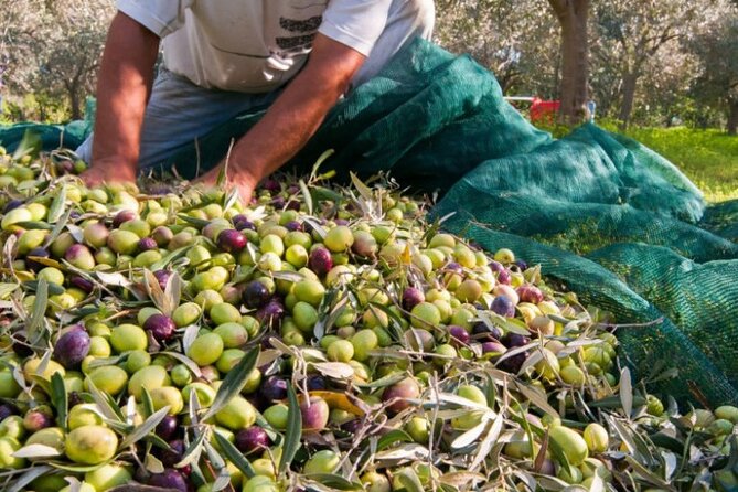 Be a Local: Private Tour From Olive Harvest to Culinary Delight - Good To Know