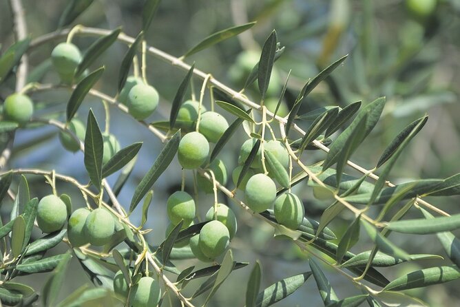 Be a Local: Private Tour From Olive Harvest to Culinary Delight - Pickup Details