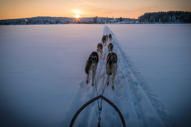 Be a Musher! Husky Tour Into the Arctic Wilderness - Tour Activities