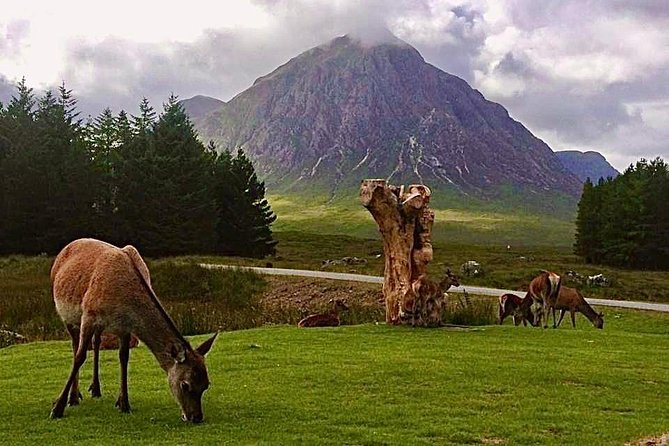 Be Enchanted by the Breathtaking Scenery of the Scottish Highlands - Embrace the Vibrant Wildlife