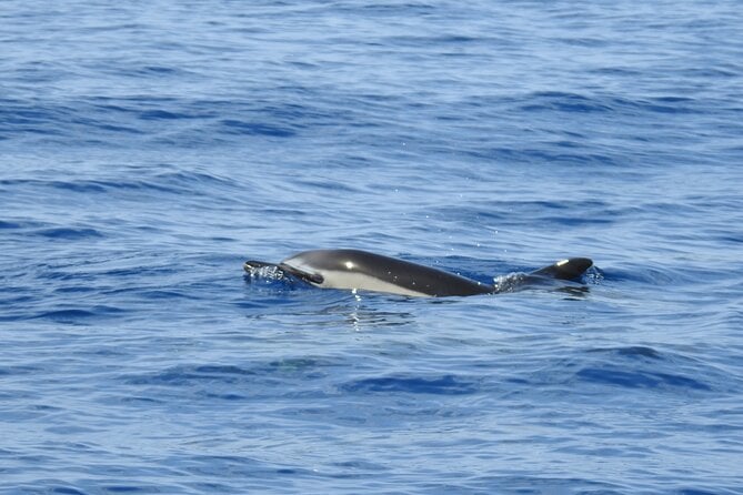Be Whale Wise - Silent Whale & Dolphin Watching in a Small Group - Inclusions