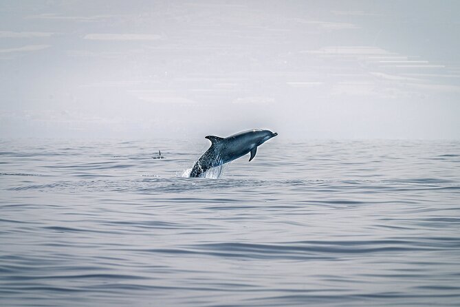 Be Whale Wise - Silent Whale & Dolphin Watching in a Small Group - Experience Details