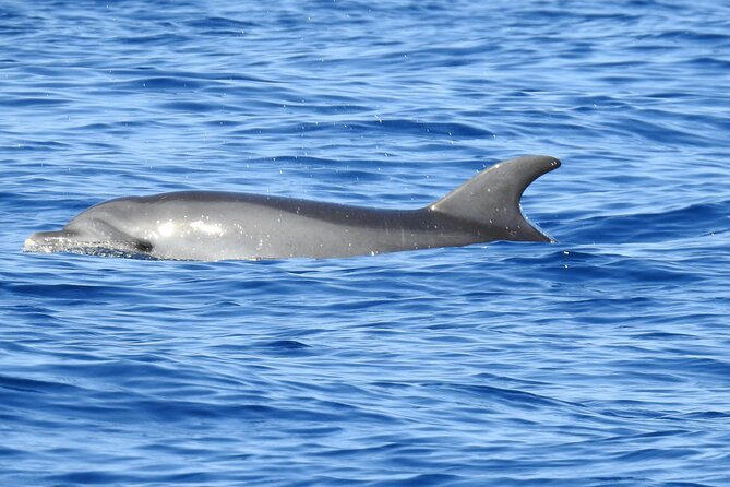 Be Whale Wise - Silent Whale & Dolphin Watching in a Small Group - Common Questions