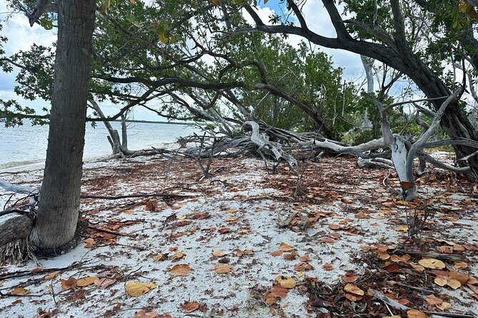 Beach and Shelling Excursion - Public - Frequently Asked Questions