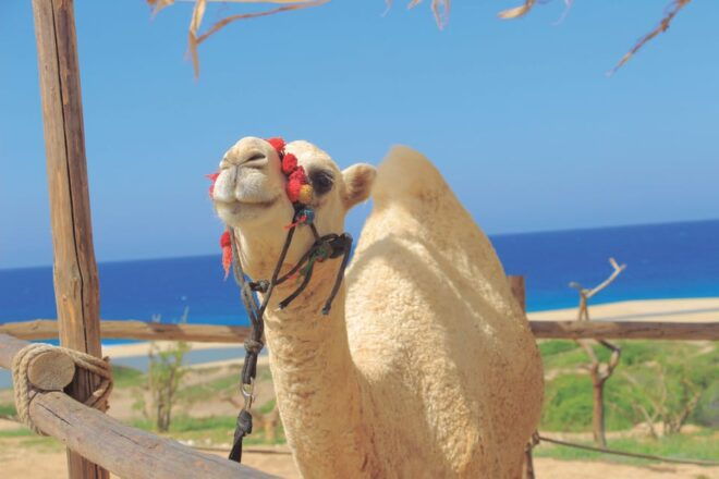 Beach ATV & Camel Ride COMBO in Cabo by Cactus Tours Park - Important Information