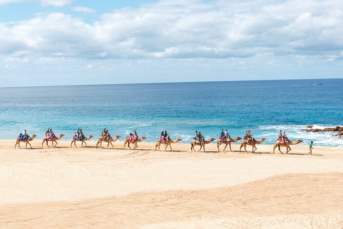 Beach Camel Ride & Encounter in Cabo by Cactus Tours Park - Cancellation Policy