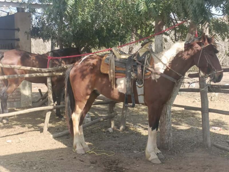 Beach Club All Inclusive: Horse Ride Water Sports Food Drink - Final Verdict