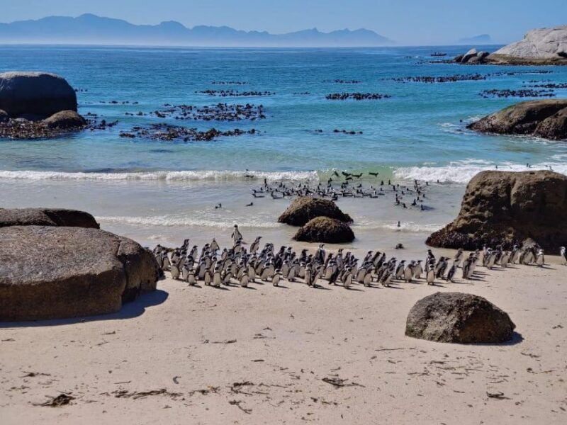 Beach Day at Boulder's Beach & Penguin watching, Half Day - Good To Know