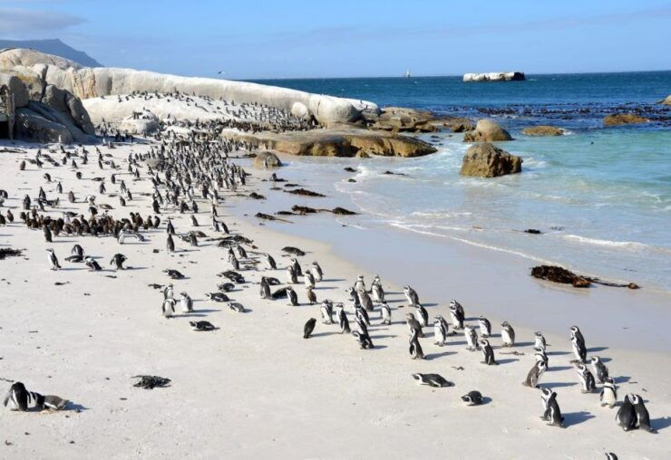 Beach Day at Boulders Beach & Penguin Watching, Half Day - Tour Details