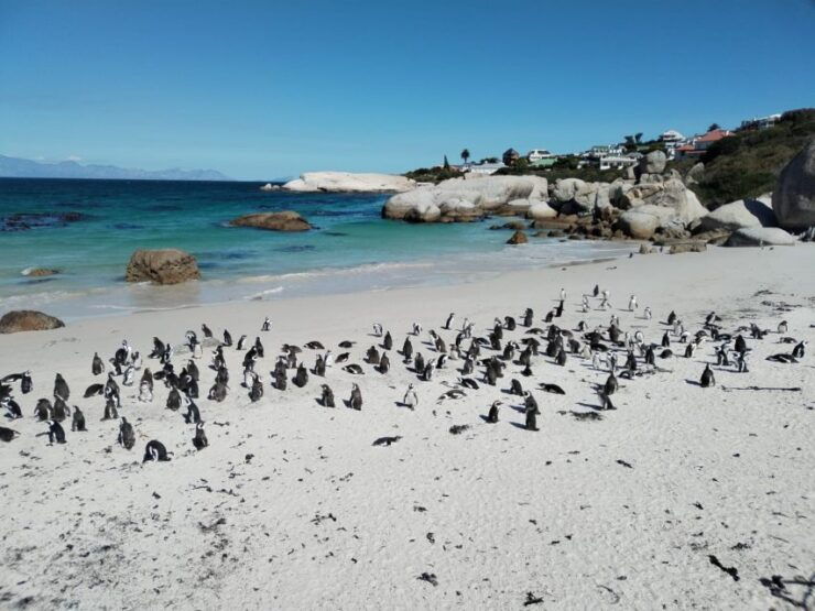 Beach Day at Boulders Beach & Penguin Watching, Half Day - Itinerary