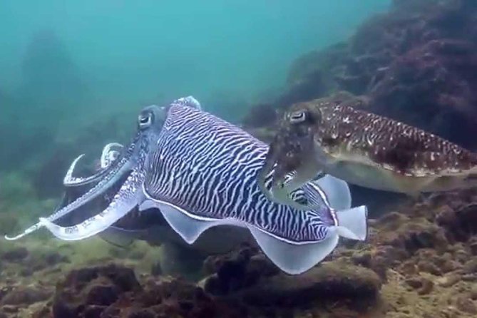 Beach Dive at the Great House Reef - Overview and Booking Details