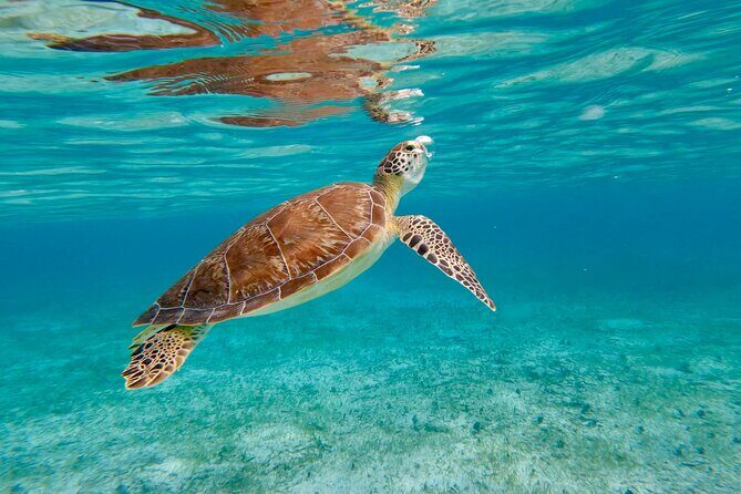 Beach Escape: Private Shore Tour from Grand Cayman Port - What Makes This Tour Stand Out?  