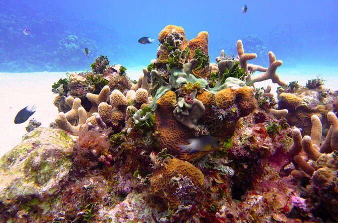 Beach Escape: Private Shore Tour from Grand Cayman Port - FAQs