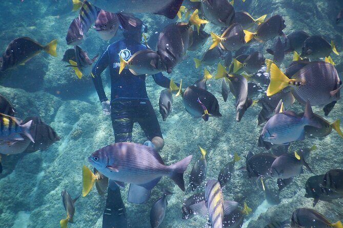 Beach Hopper, Amazing Snorkel Experience At Los Cabos! - FAQs