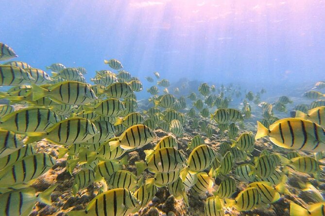 Beach Snorkel - Sea Turtle and Black Sand Lagoon - Tour Highlights