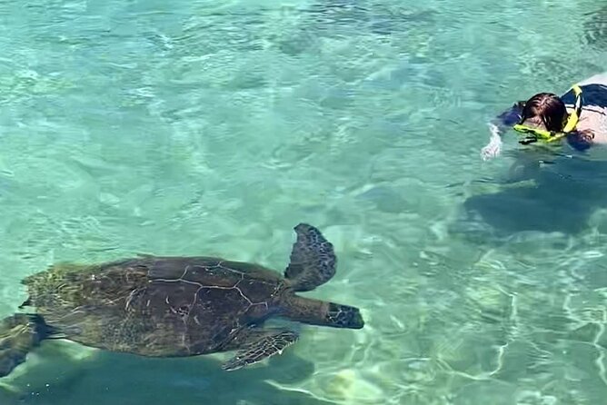 Beach Snorkel - Sea Turtle and Black Sand Lagoon - Inclusions and Amenities