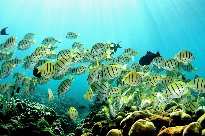 Beach Snorkel - Sea Turtle and Black Sand Lagoon - Expectations and Requirements