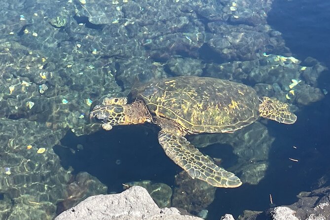 Beach Snorkel - Sea Turtle and Black Sand Lagoon - Local Directions and Location