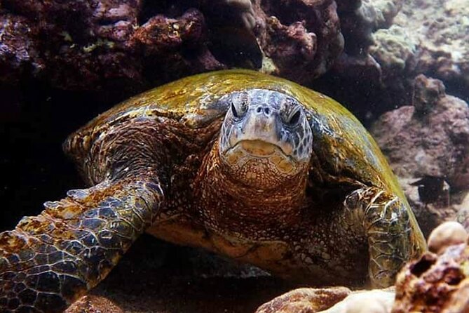 Beach Snorkel - Sea Turtle and Black Sand Lagoon - Additional Tips and Recommendations