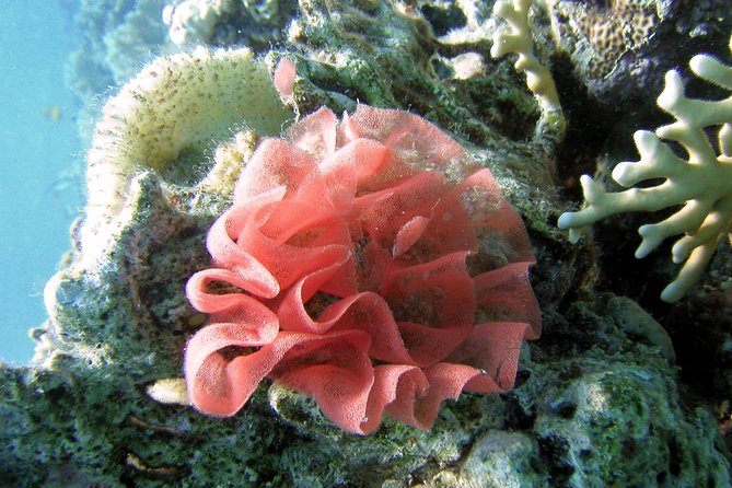 Beach Time Out in Sharm El Naga - Pricing and Booking Information