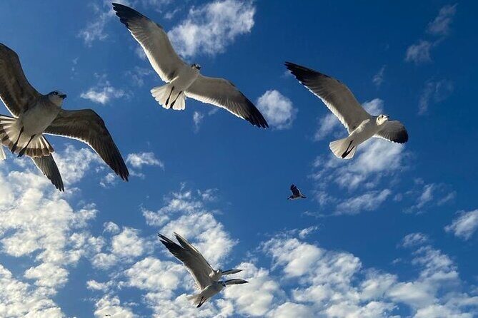 Beach Tour in Yucalpetén from Mérida - Practical Tips for Your Day