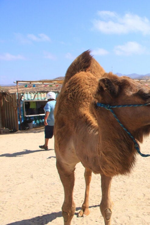 Beach UTV & Camel Ride COMBO in Cabo by Cactus Tours Park - Good To Know