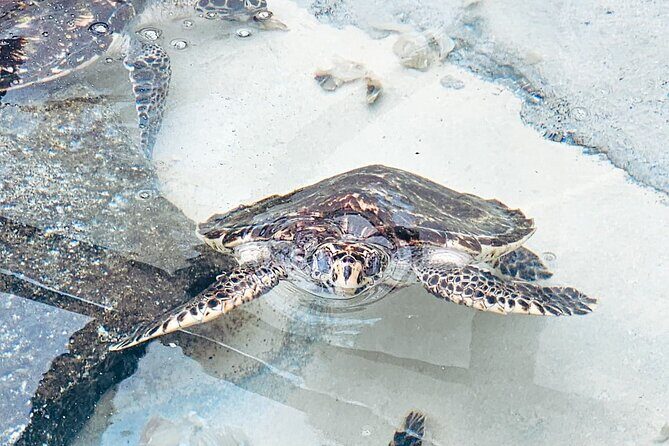 Beachcomber Island Day Trip Fiji's Authentic Island Experience - Authenticity & Cultural Immersion