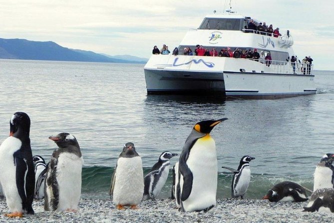Beagle Channel Navigation Penguin Colony - Catamaran Sailing Excursion Details