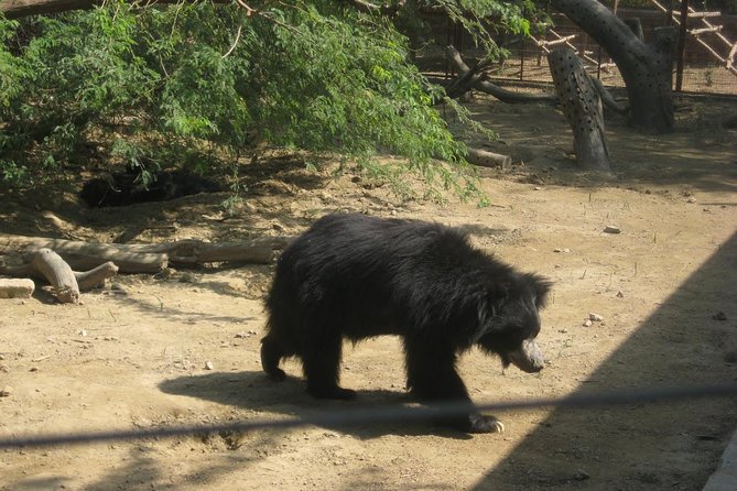 Bear Rescue Center and Wonderful Taj Mahal - What To Expect