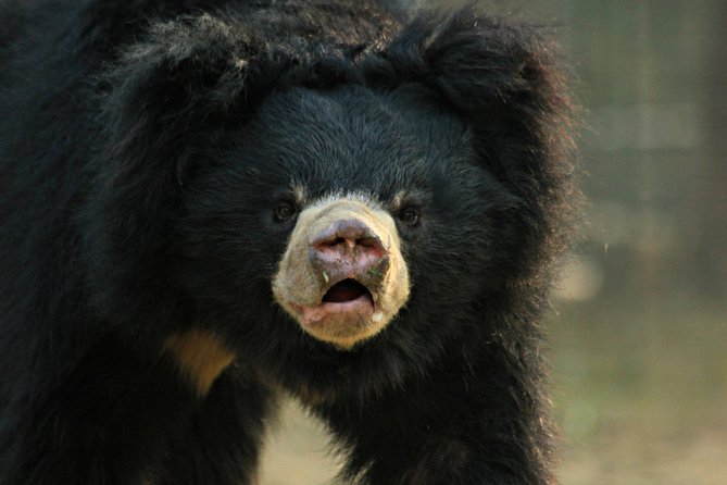 Bear Rescue Center and Wonderful Taj Mahal - Frequently Asked Questions