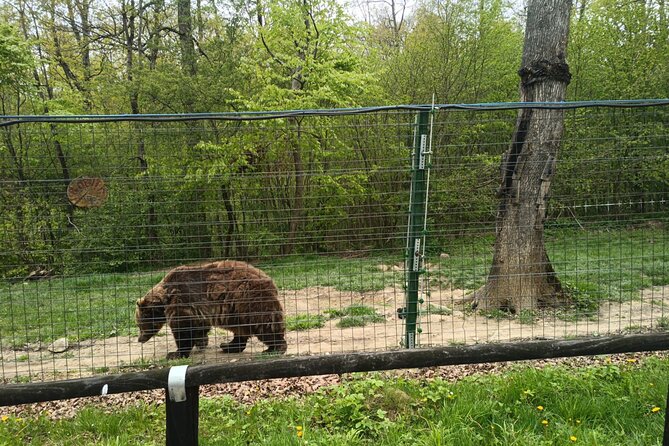 Bear Sanctuary and Bran Castle From Brasov - Inclusions and Exclusions