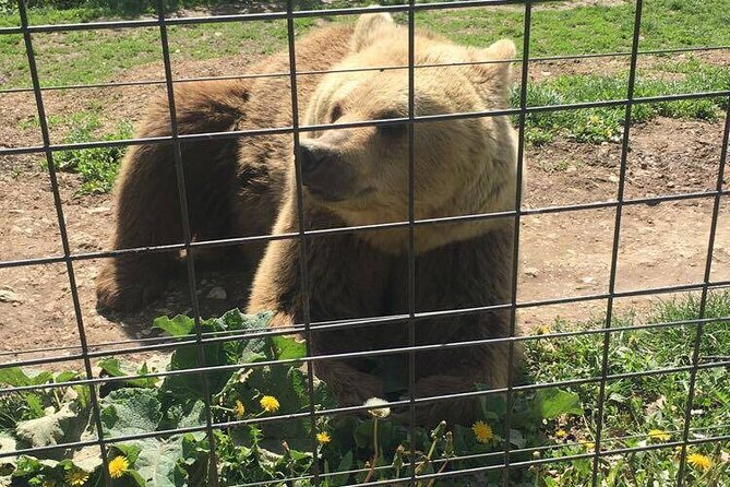 Bear Sanctuary and Bran Castle From Brasov - Frequently Asked Questions