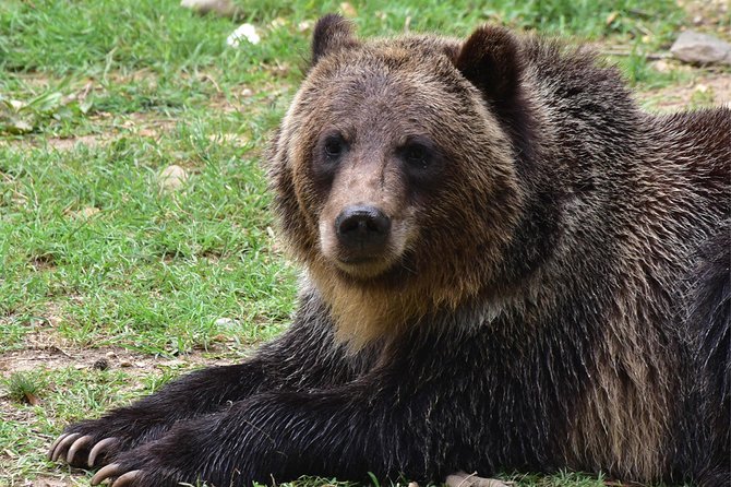 Bear Sanctuary and Draculas Castle, 1-day Private Tour - Itinerary Details