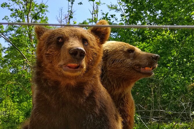 Bear Sanctuary, Bran Castle & Rasnov Fortress - Tour From Brasov - Booking Information