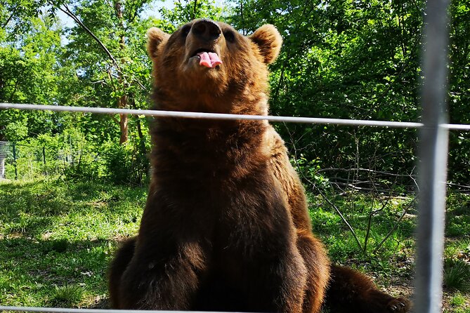 Bear Sanctuary, Bran Castle & Rasnov Fortress - Tour From Brasov - Additional Information