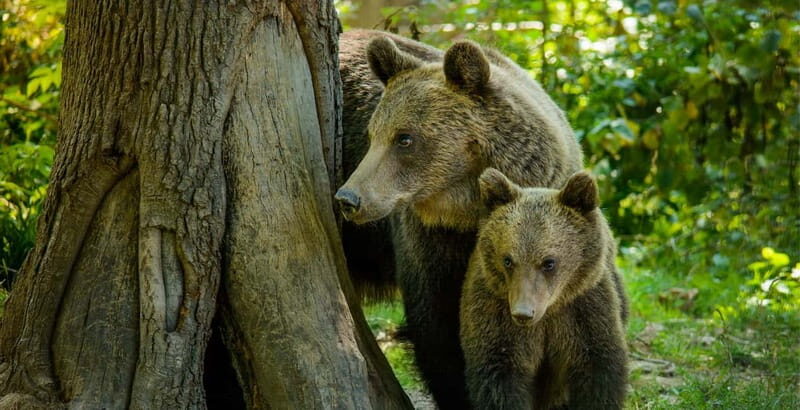 Bear Sanctuary, Dracula's Castle and Brasov | Private Tour - Good To Know