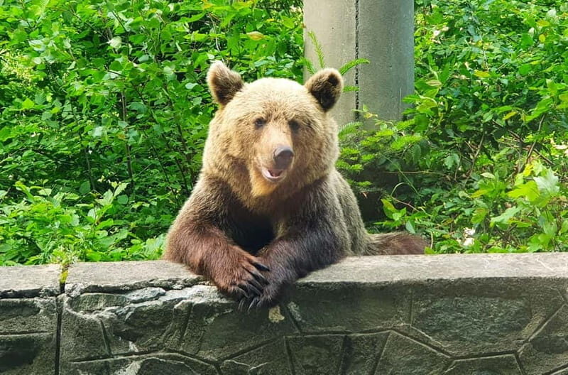 Bear Sanctuary, Dracula's Castle and Brasov | Private Tour - Who Will Love This Tour?