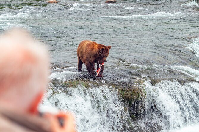 Bear Viewing at Brooks Falls in Katmai National Park - Good To Know