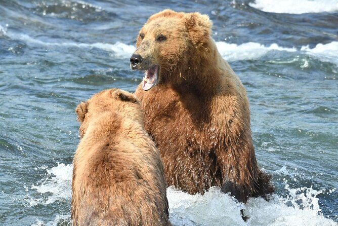 Bear Viewing at Brooks Falls in Katmai National Park - Is it Worth the Price?