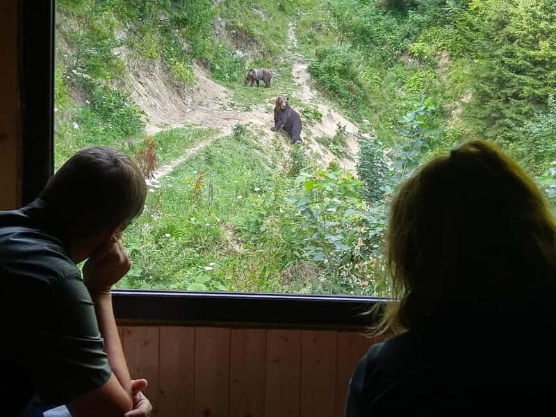 Bear watching experience in the wild - Bear Watching Experience in the Wild: A Genuine Adventure in Transylvania