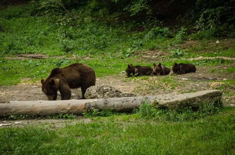 Bear watching experience in the wild - What Makes This Tour Special?