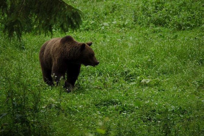 Bear Watching Experience Near Brasov - Inclusions
