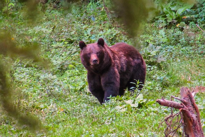 Bear Watching Experience Near Brasov - Itinerary