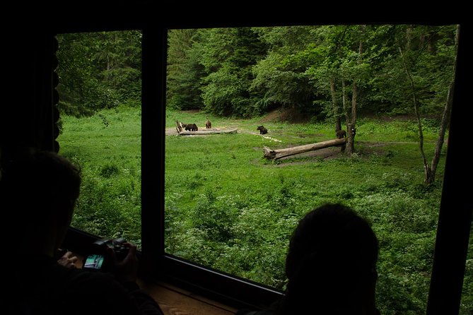 Bear Watching Experience Near Brasov - Reviews