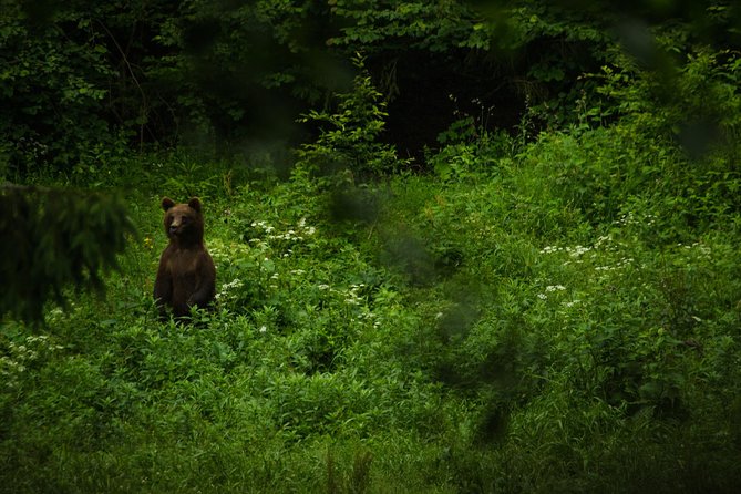 Bear Watching Experience Near Brasov - The Sum Up