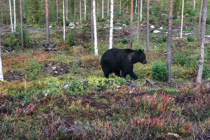 Bear Watching in Luxury Cabin - Booking and Accessibility