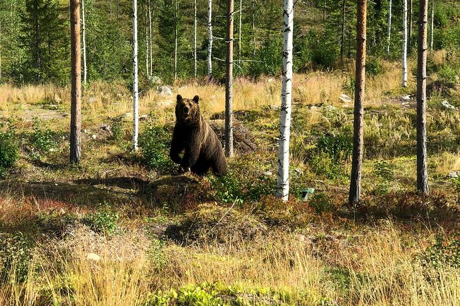 Bear Watching in Luxury Cabin - Cancellation Policy